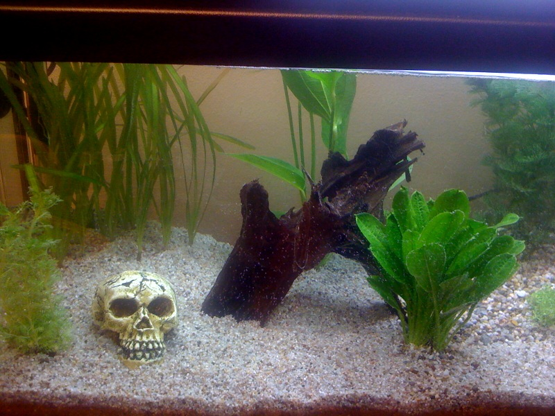 Totenkopf unter Wasser