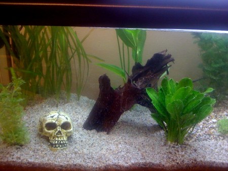 Totenkopf unter Wasser