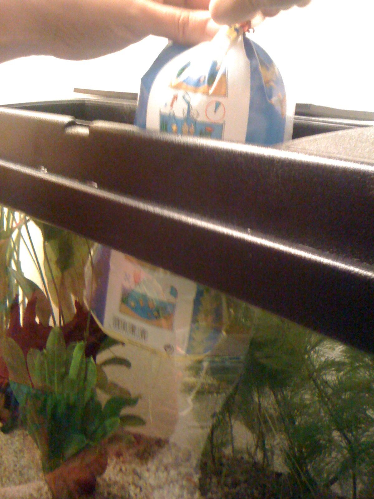 Fische ins Aquarium einsetzen