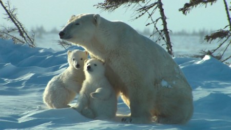 baer Wer den Eisbär vor der Kamera hat, sollte gutes Material haben.
