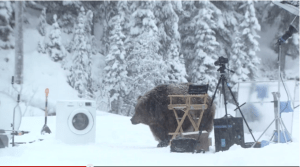 Ein Bär stört die Dreharbeiten zum Werbespot.