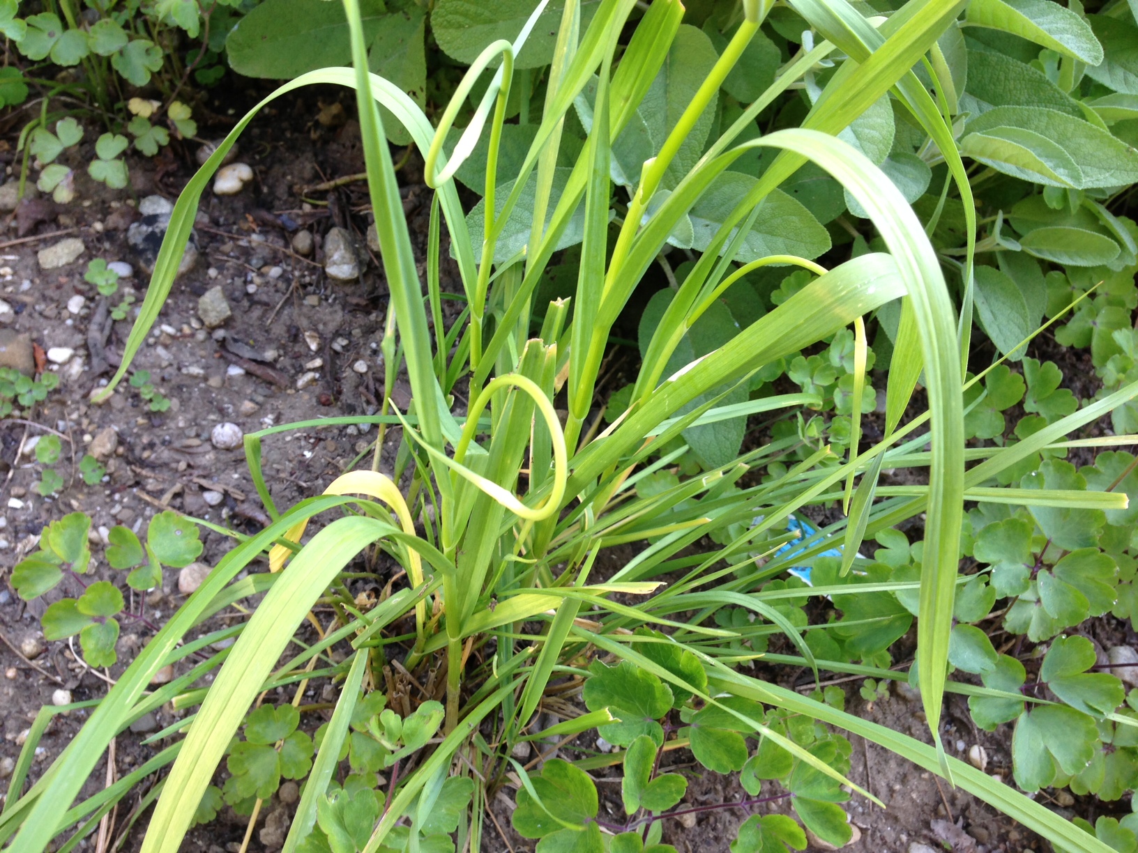 Schnittknoblauch