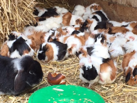 Die Meerschweinchen am Eingang vom Wildpark Poing,