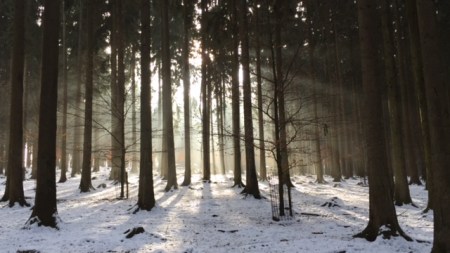 Winterliche Ruhe im Wildpark Poing.