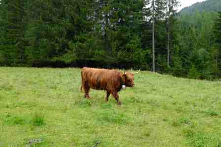 Die Kuh im Allgäu trägt in dieser Saison Glocke.