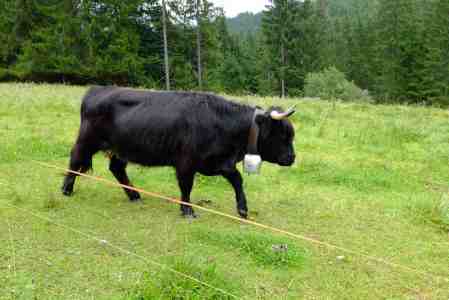 Tierquälerei oder Kulturgut oder beides?