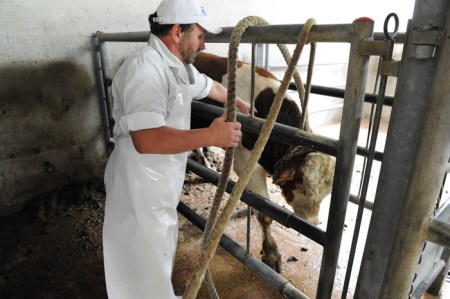 Das Rind kommt aus der Umgebung.