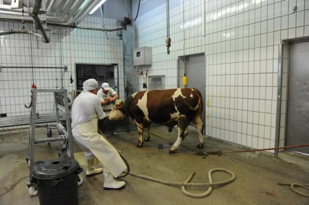 Das Tier wird in den Schlachthof geführt.