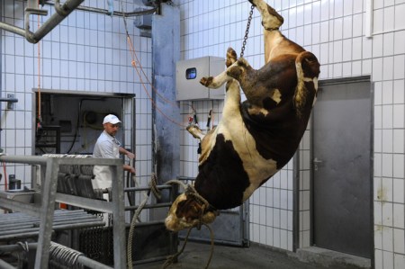 Das Rind wird für das Zerteilen vorbereitet.