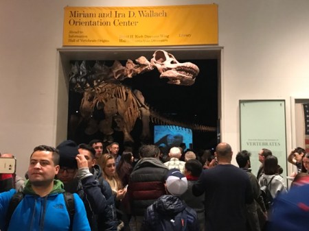 Der Titanosaurier passt nicht vollständig in den Saal des American Museum of Natural History. Sein Kopf schaut aus dem Saal heraus und begrüßt die Besucher am Eingang der Dino-Abteilung.