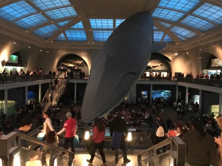 Absolut eindrucksvoll: Ein Wal hängt von der Decke.