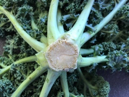 Blätter vom Stumpf befreien.