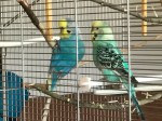 Wellensittich_3738