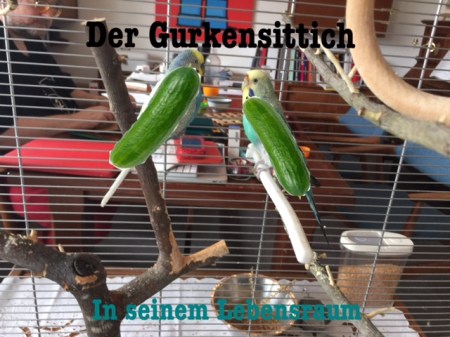 K1 hat einfach mal Gurkensittiche aus den beiden Haustieren gemacht.