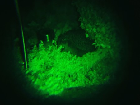 Das Nachtsichtgeräte funktioniert für die Igelbeobachtung ideal.