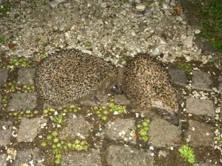 Sonic und Shadow ohne Nachtsichtgerät, aber geblitzt. 