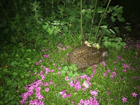 Igel im Garten.