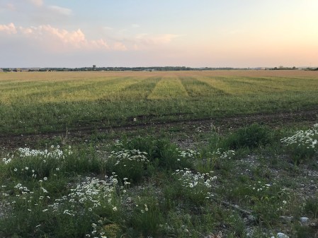 Trotz Straßenbau gibt es strenge Auflagen in Sachen Naturschutz bei meiner Wohnortgemeinde Maisach. 