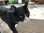 Kater_0333
