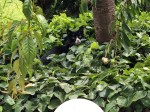 Kater_0799