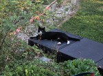 Kater_1584