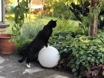 Kater_1589