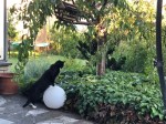 Kater_1593