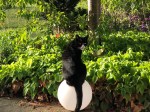 Kater_7710