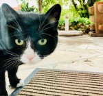 Kater_E0336